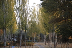 树林