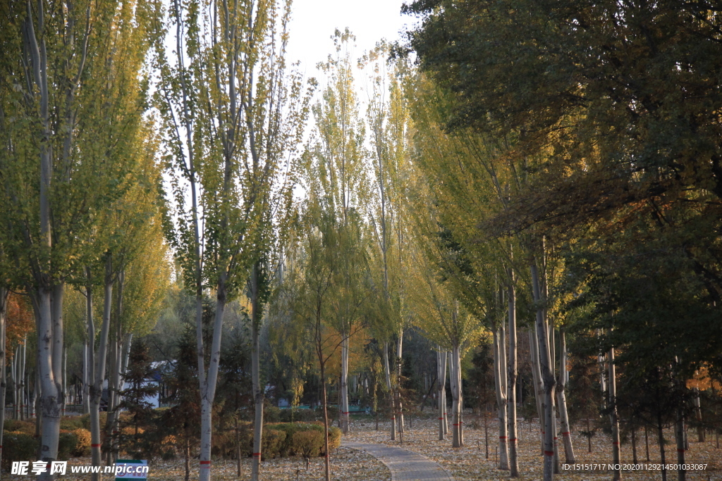 树林