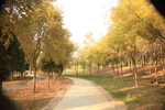 林荫小路悠悠然