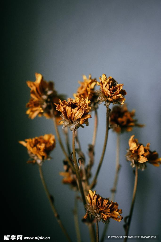 花卉
