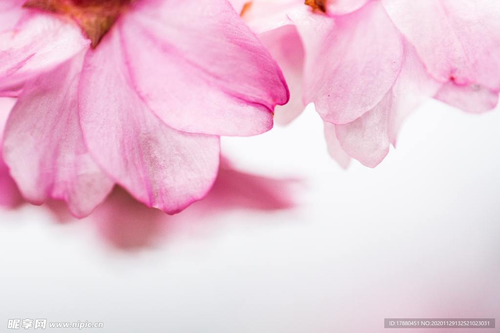 花卉