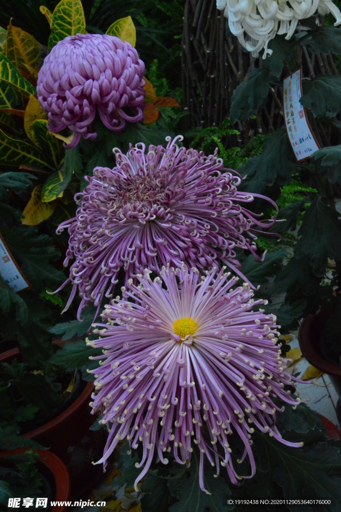 菊花