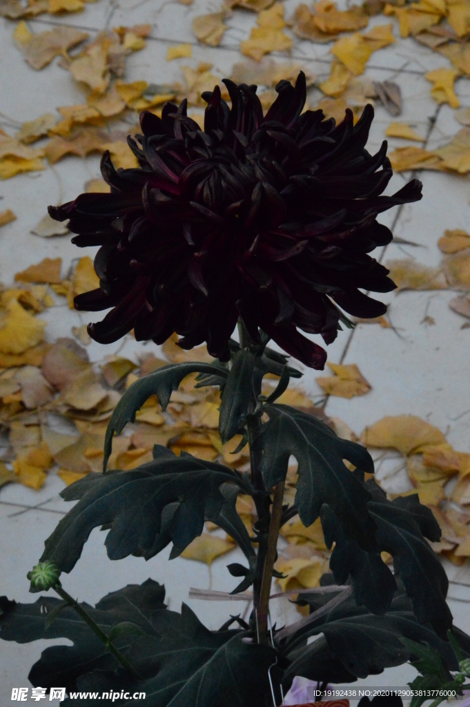 菊花