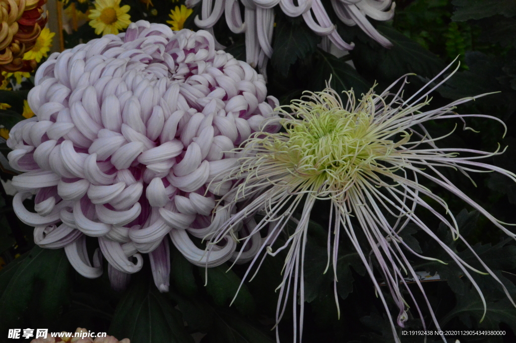 菊花