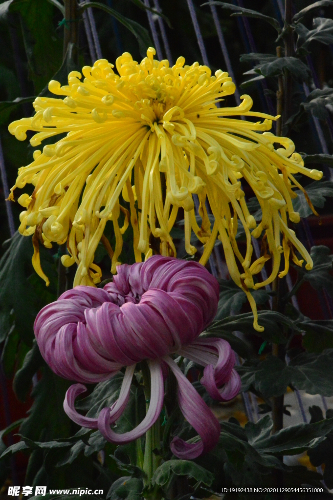 菊花