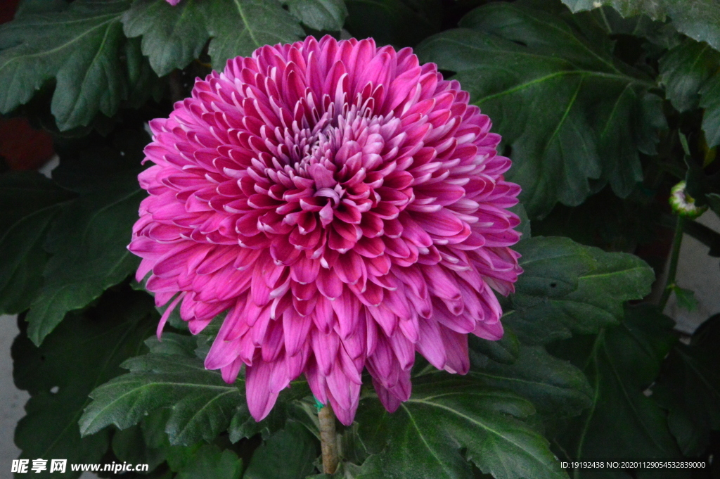 菊花