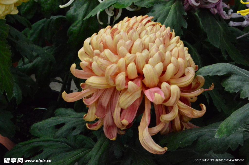 菊花