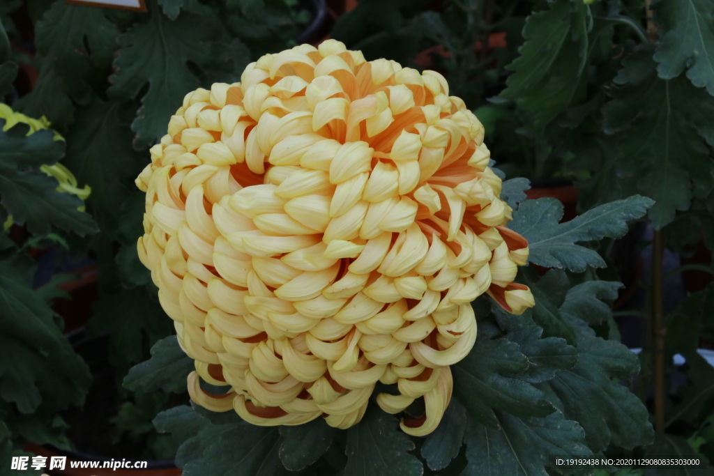 菊花