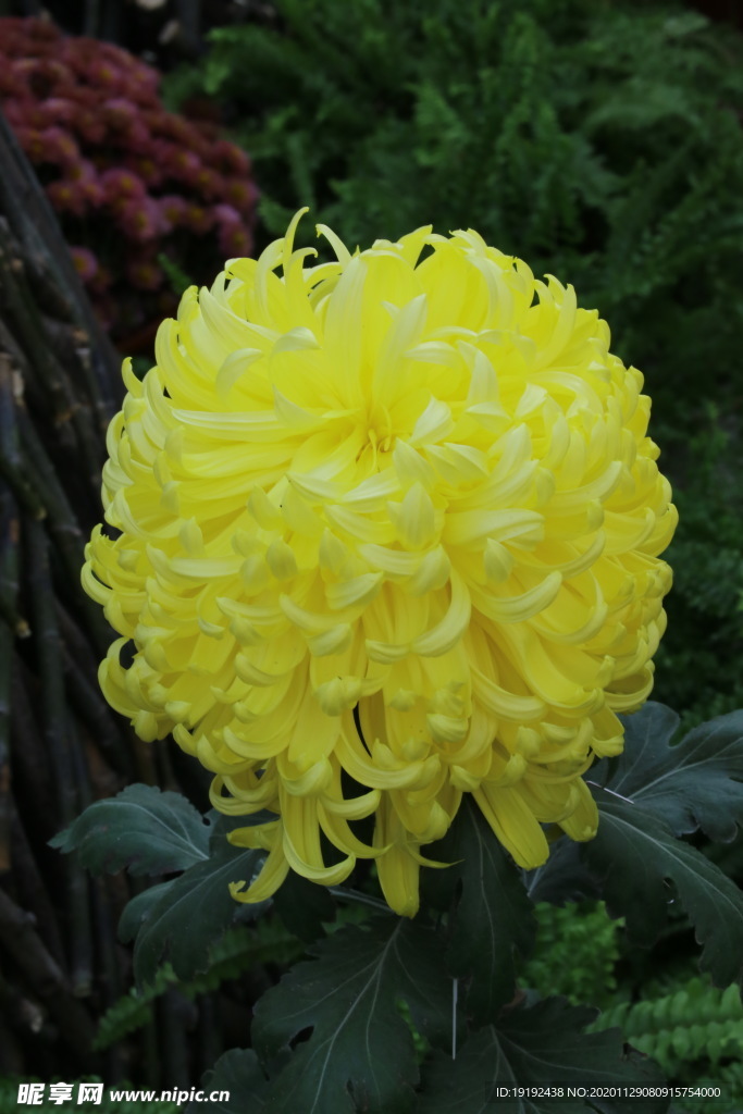 菊花