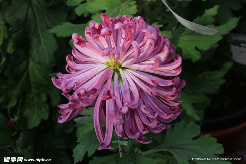 菊花