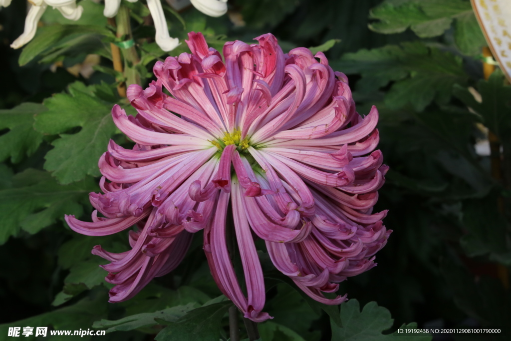 菊花