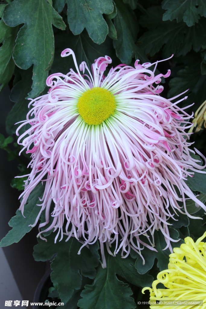 菊花