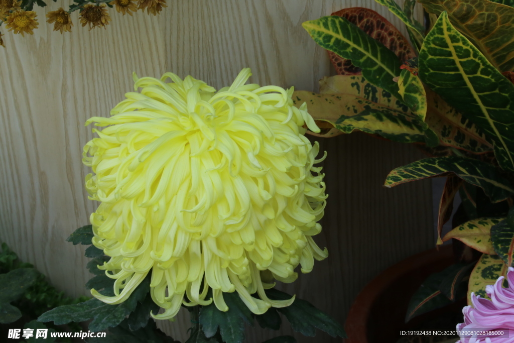 菊花
