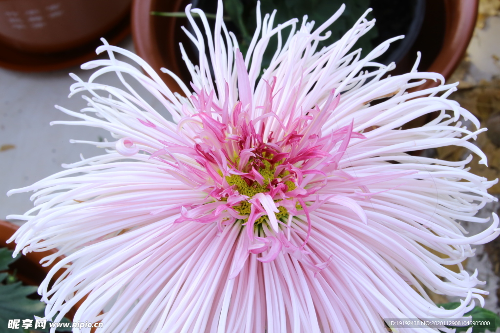 菊花