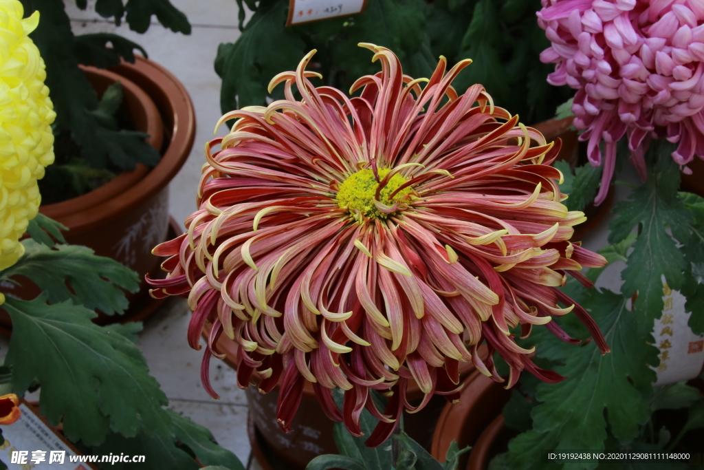 菊花