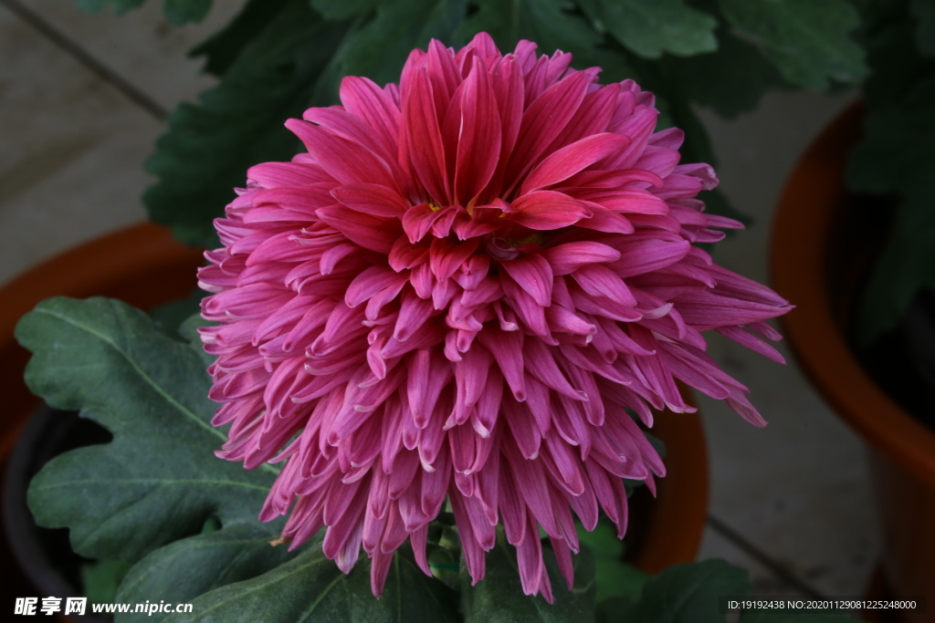 菊花