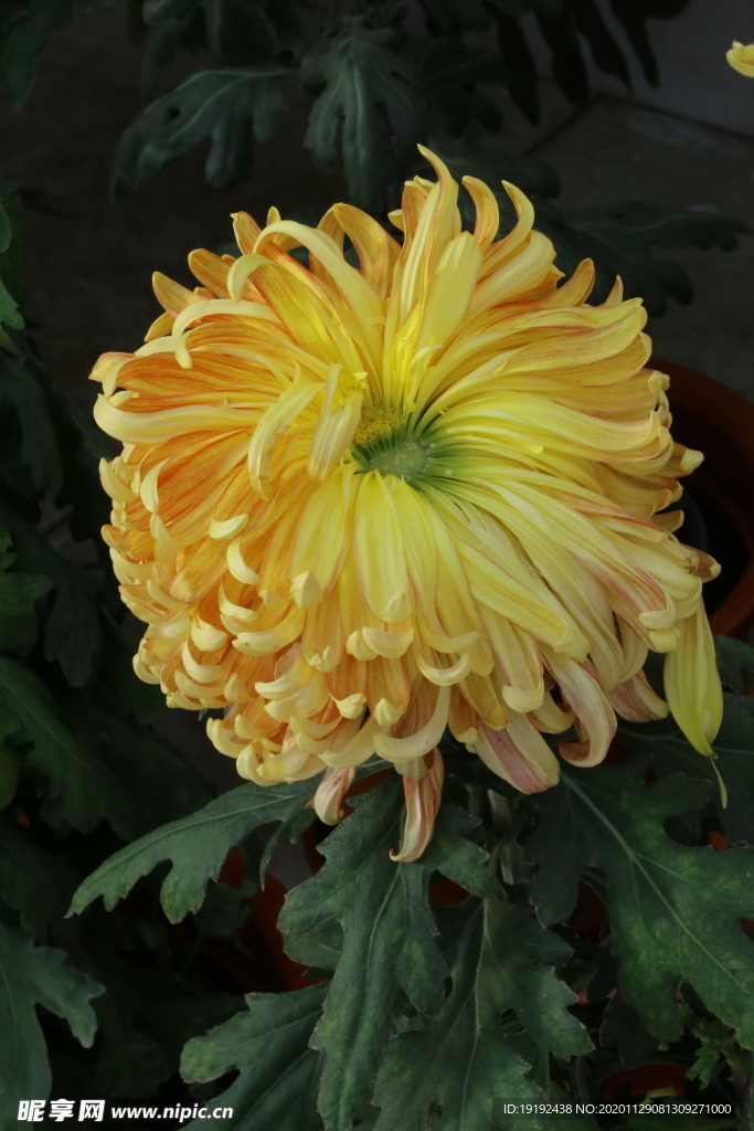 菊花