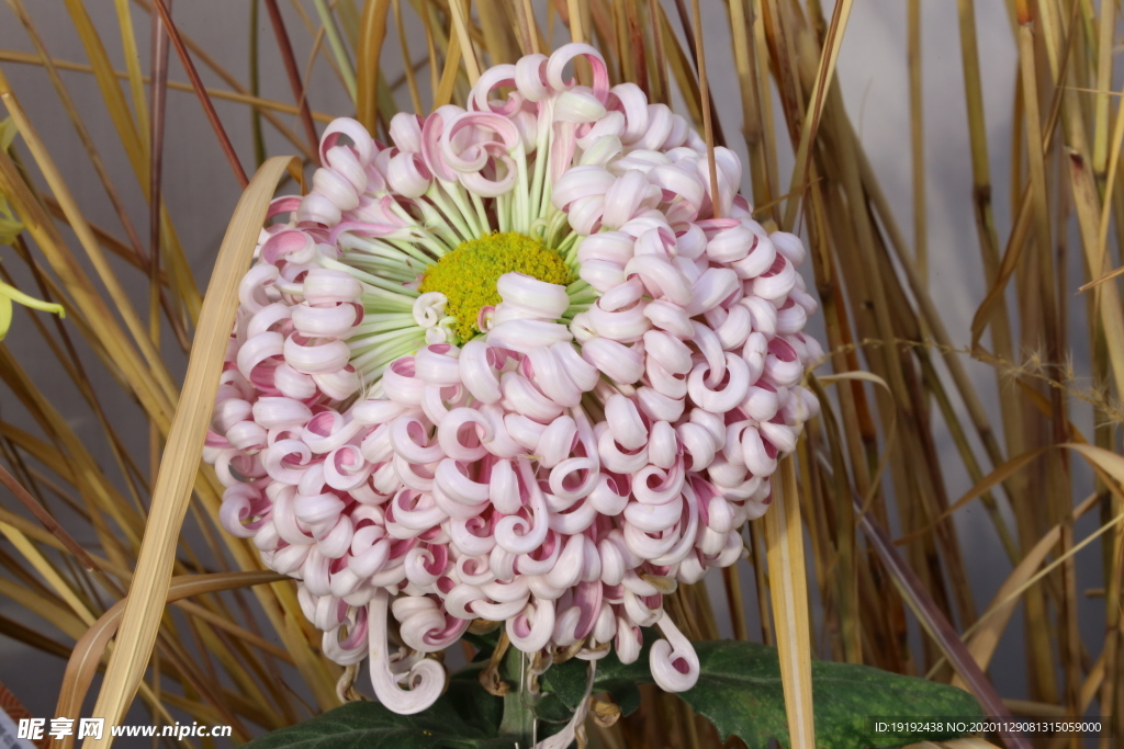 菊花