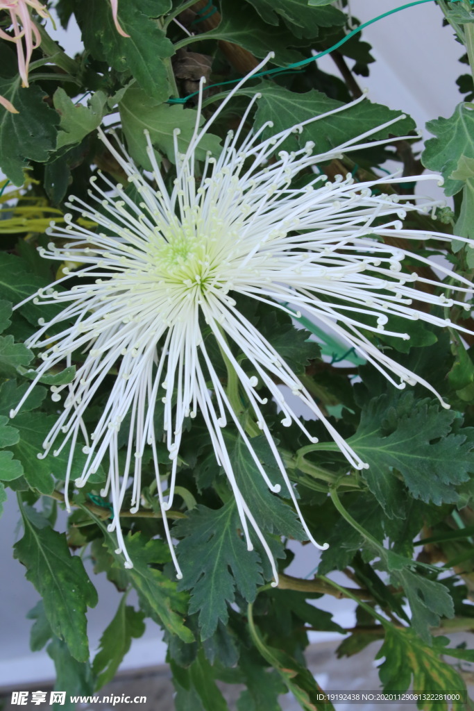 菊花