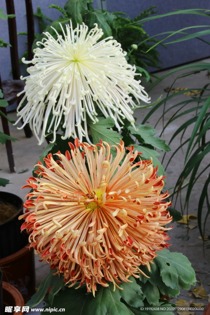 菊花