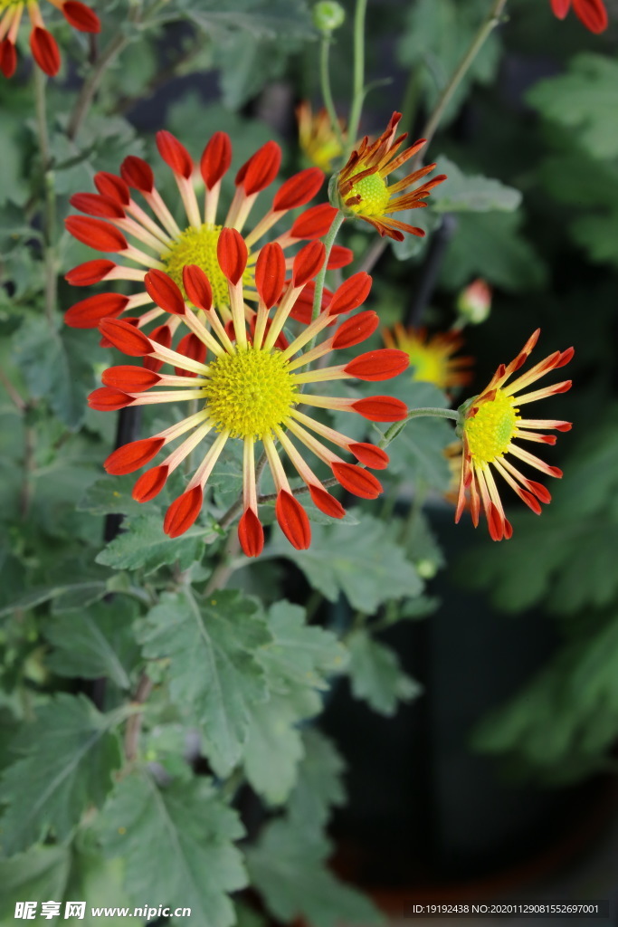 菊花