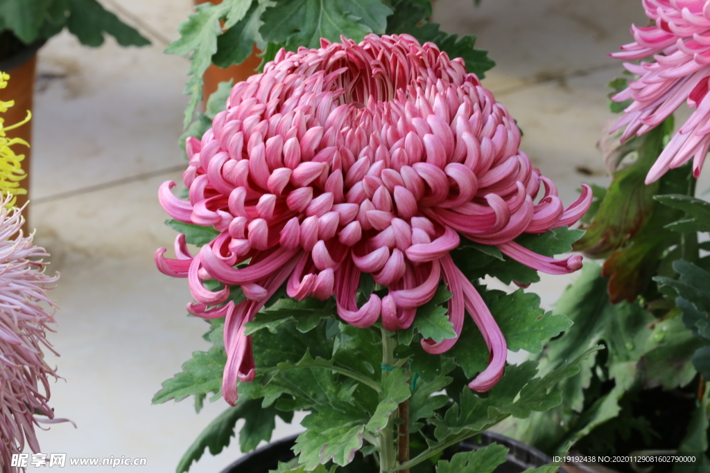 菊花