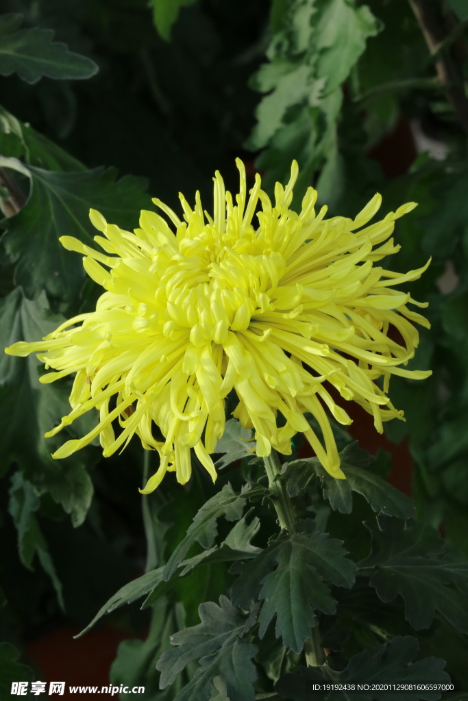 菊花