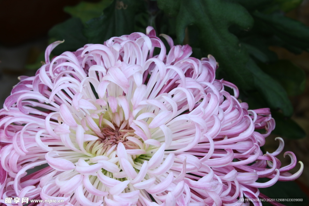 菊花