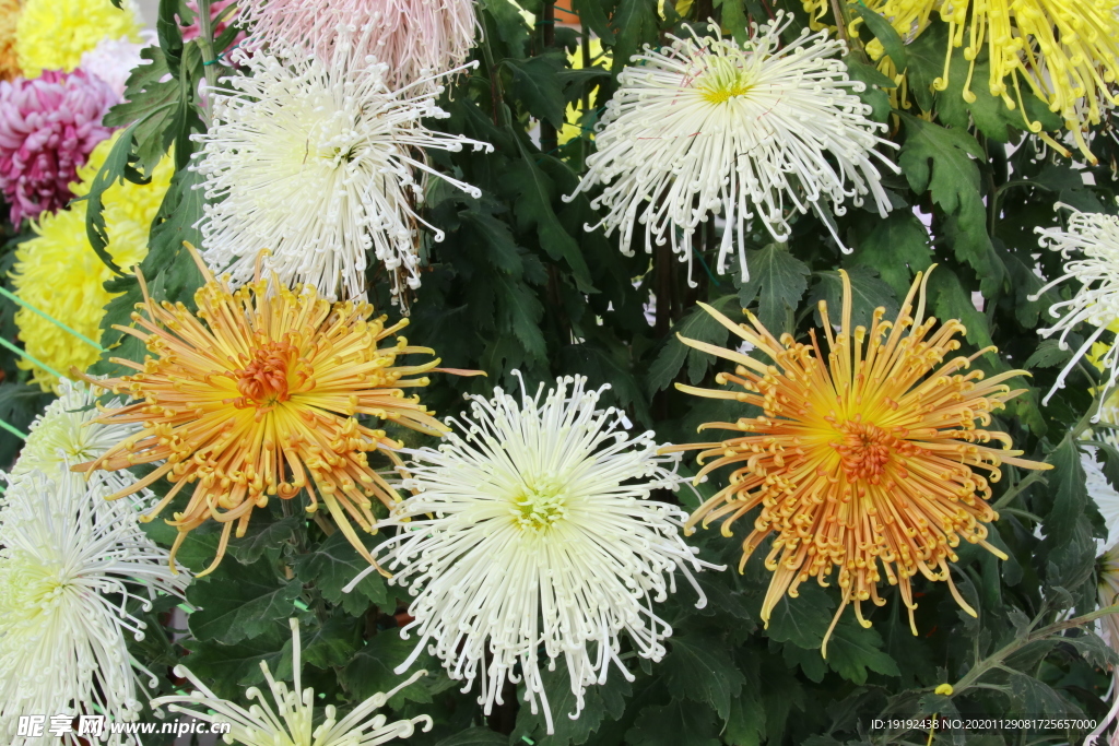 菊花