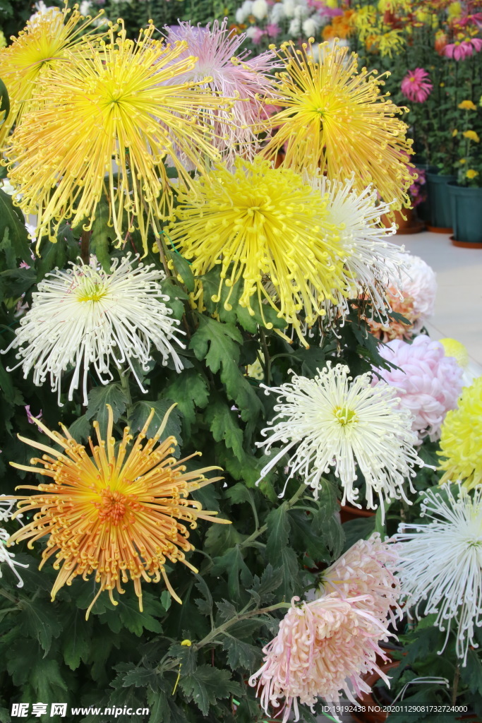 菊花