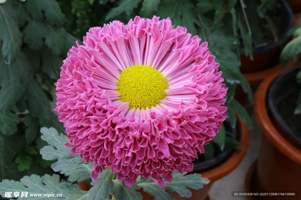 菊花