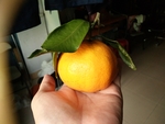 橙