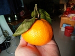 橙