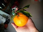 橙