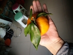 橙