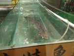 娃娃鱼