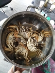 蟹