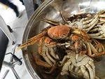 蟹
