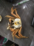 蟹