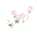 矢量牵牛花插画