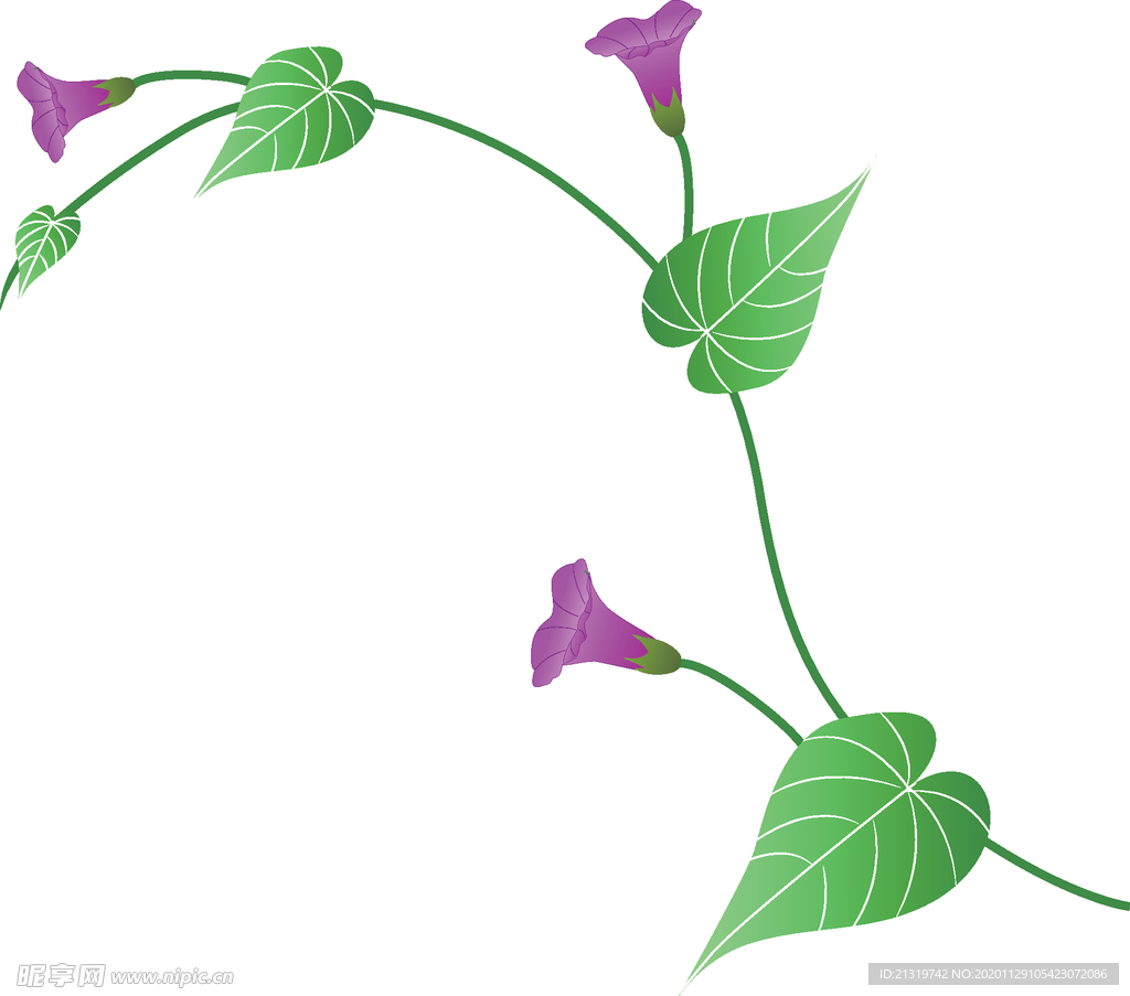 矢量手绘牵牛花