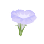 手绘卡通牵牛花
