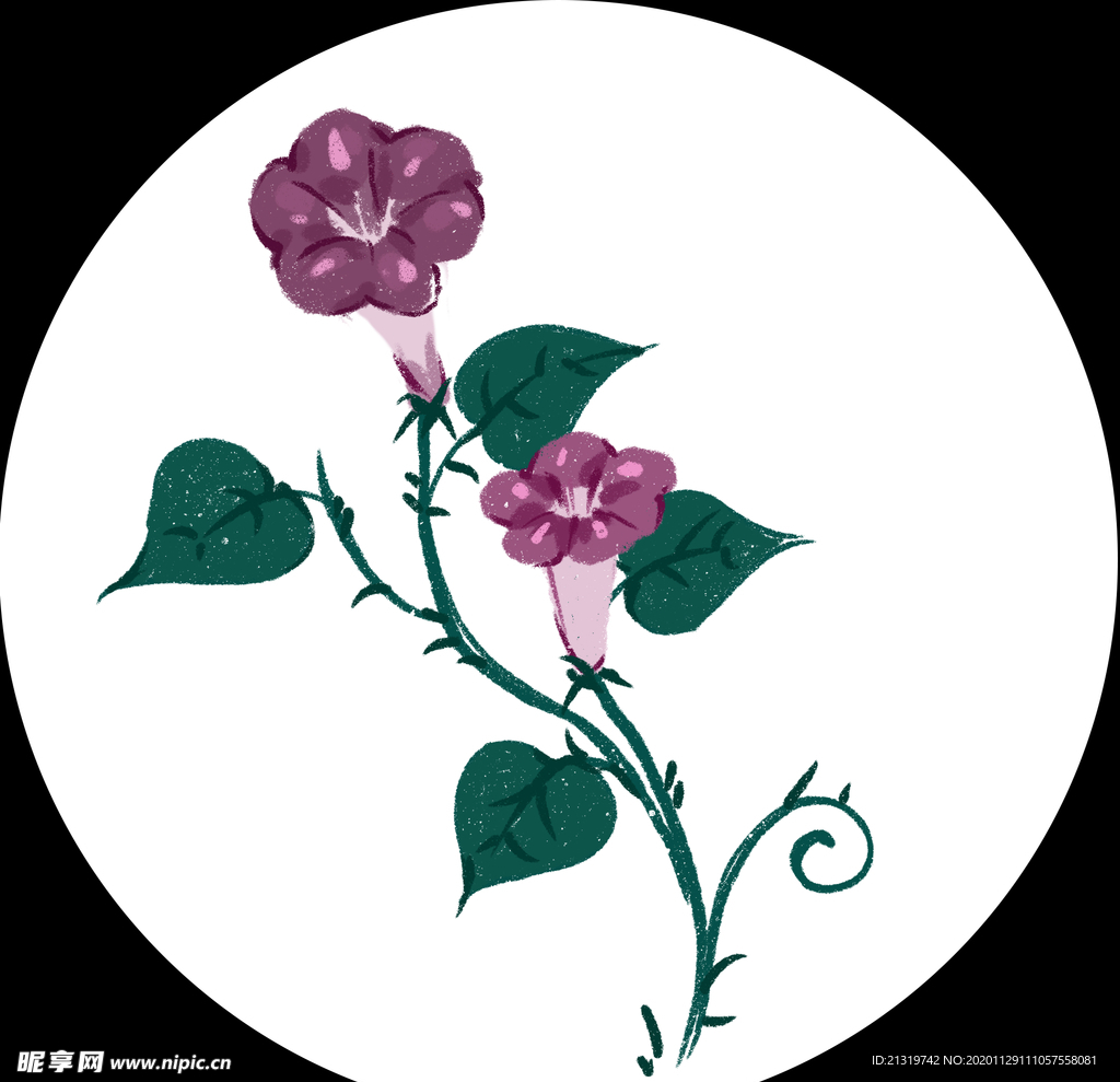 牵牛花素材