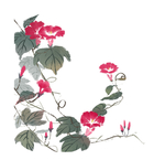 国画牵牛花