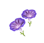 牵牛花