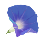 手绘牵牛花