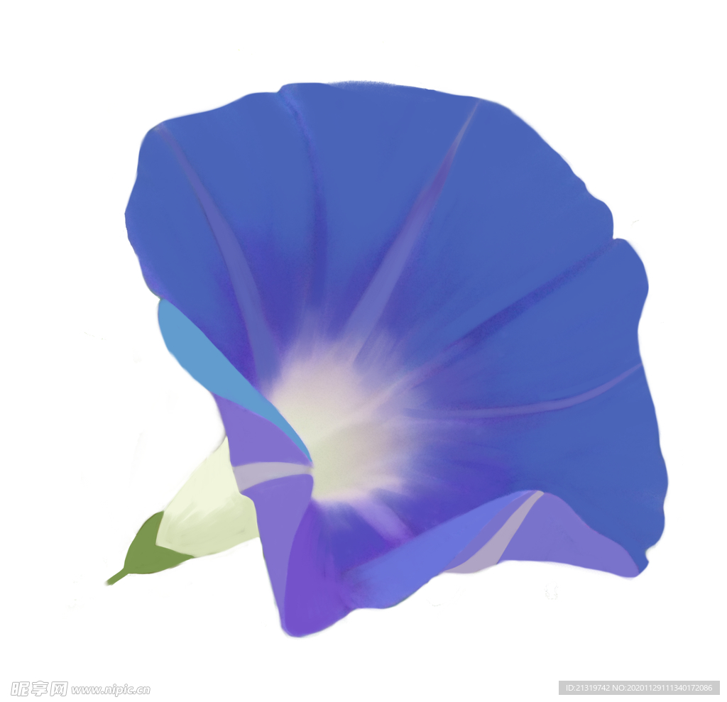 手绘牵牛花