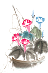 水彩牵牛花