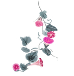 水彩牵牛花