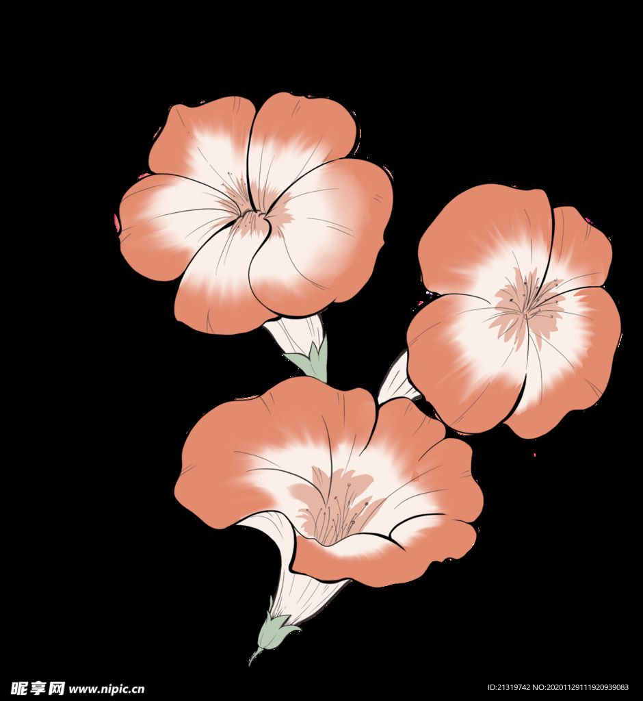 手绘喇叭花